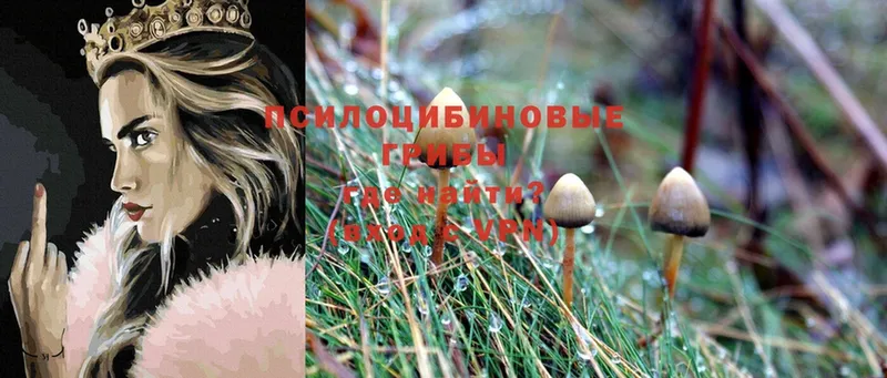 купить наркотик  Каргат  Псилоцибиновые грибы Psilocybe 